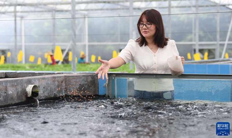 香港地區(qū)の若者3人が広東省で創(chuàng)設(shè)した野菜ファーム