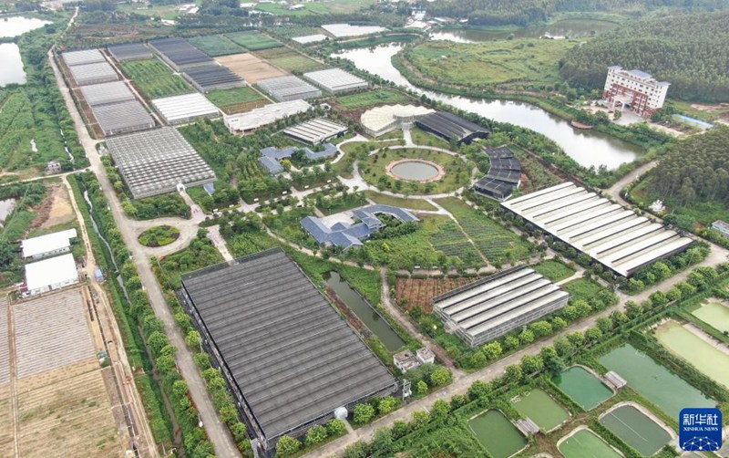 香港地區(qū)の若者3人が広東省で創(chuàng)設した野菜ファーム