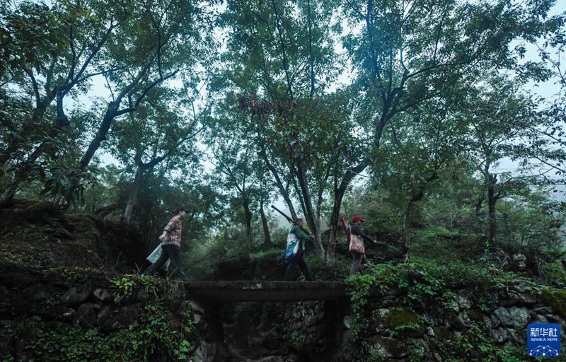 「白露」の到來とともに山の恵みを収穫　浙江省