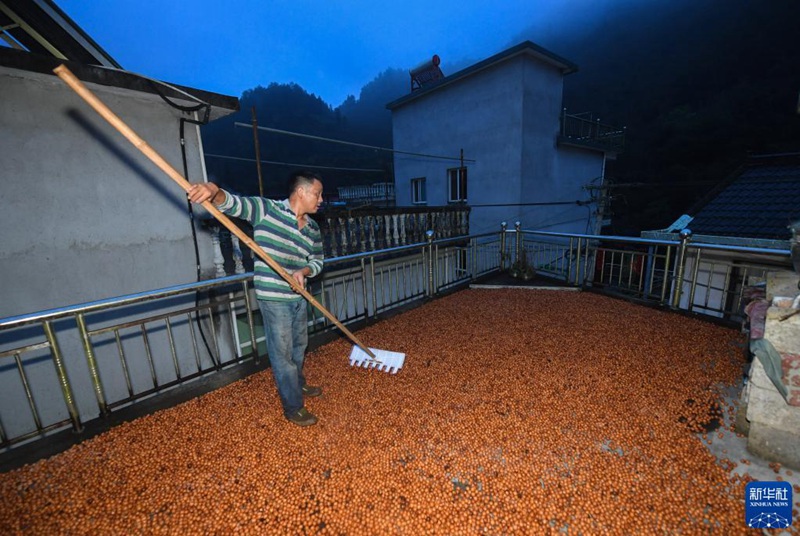 「白露」の到來とともに山の恵みを収穫　浙江省