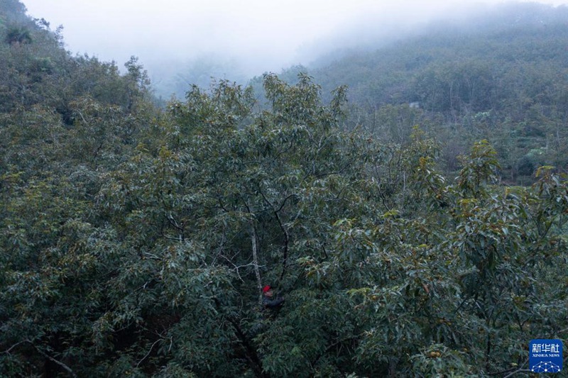 「白露」の到來とともに山の恵みを収穫　浙江省