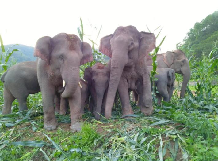 雲(yún)南省のアジアゾウに面積1000ムーの「専用食堂」