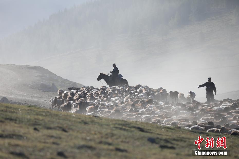 「羊飼い」になった警察官？羊の大移動をサポート　新疆