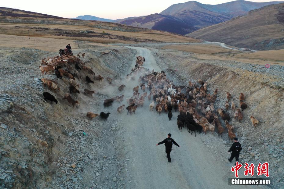 「羊飼い」になった警察官？羊の大移動(dòng)をサポート　新疆