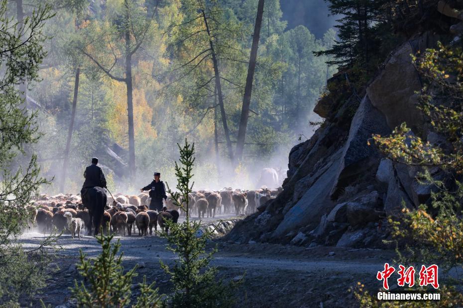 「羊飼い」になった警察官？羊の大移動(dòng)をサポート　新疆