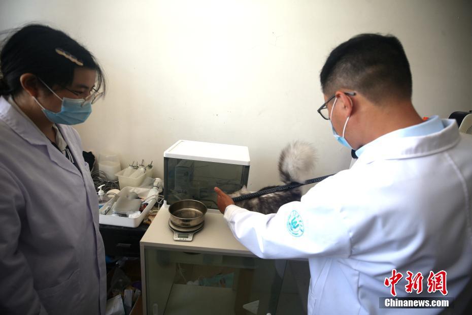 中國(guó)の大學(xué)が初のクローンネコの「パートナー」を募集