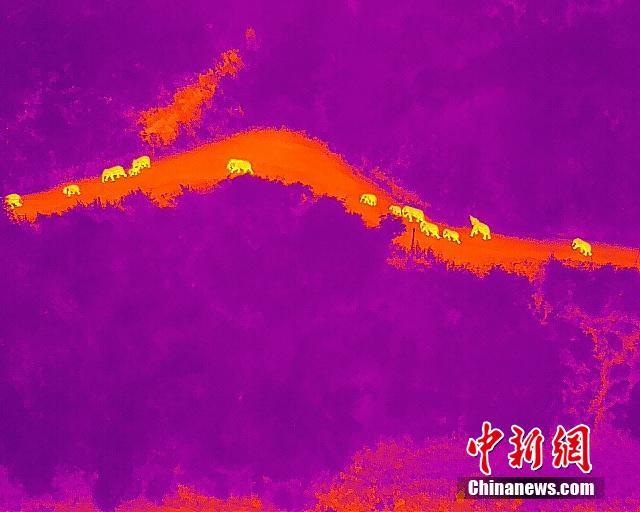サーモグラフィーカメラが捉えた！北から故郷へと戻るアジアゾウ　雲(yún)南省