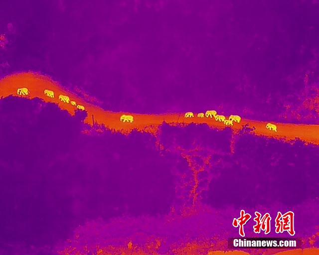 サーモグラフィーカメラが捉えたアジアゾウの群れ（撮影?魯皖陽(yáng)/寫真著作権は人民視覚が所有のため転載禁止）