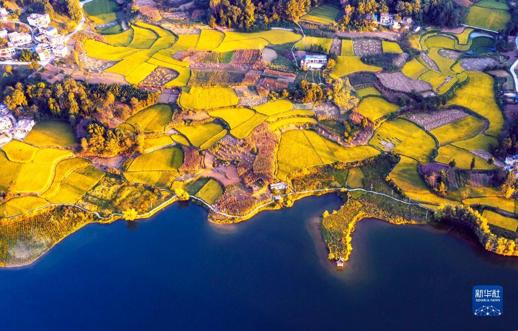 貴州省黔西市緑化郷大海子村の田んぼ（9月11日、ドローンで撮影?范暉）。