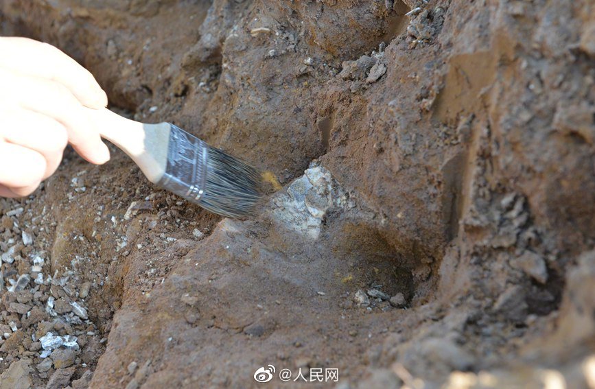 200萬年前のゾウの腰骨化石見つかる　河南省汝州