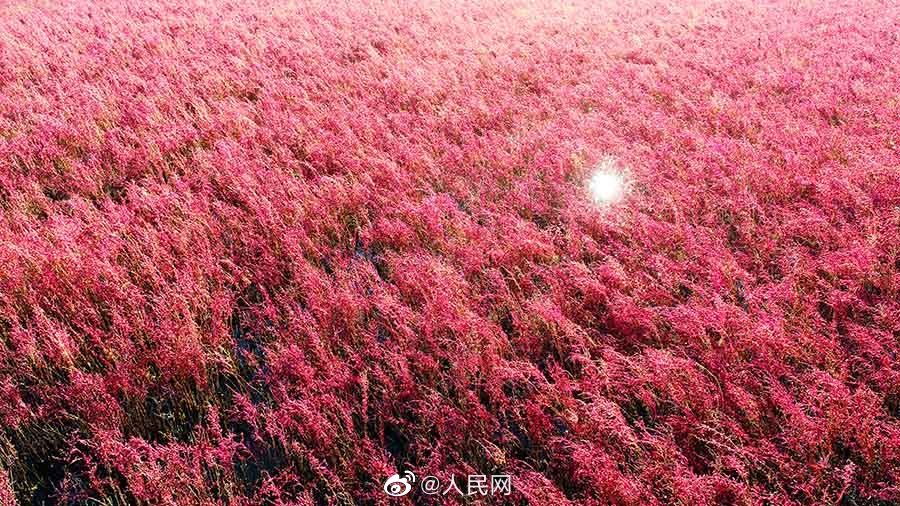 レッドカーペットを敷き詰めたような黃河河口濕地の景色　山東省東営