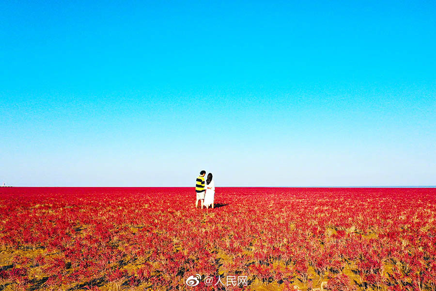 レッドカーペットを敷き詰めたような黃河河口濕地の景色　山東省東営