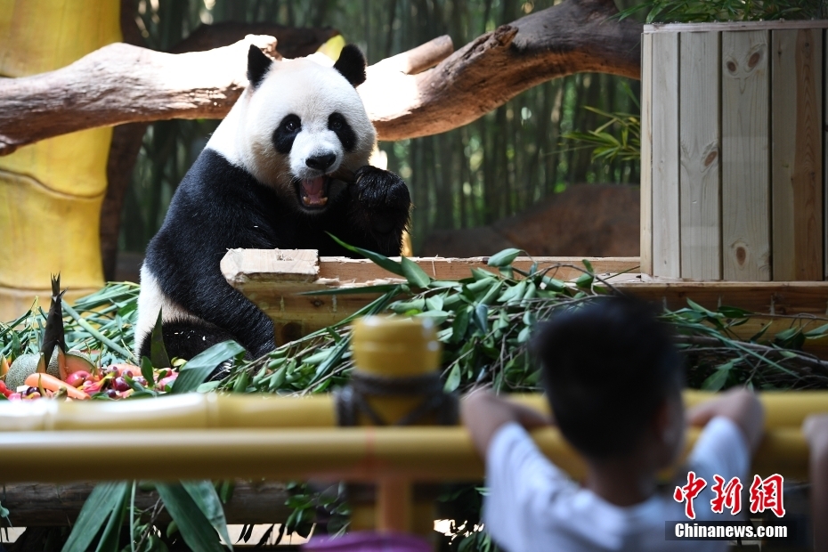 特製月餅で中秋節(jié)を祝う三つ子パンダ　広東省広州