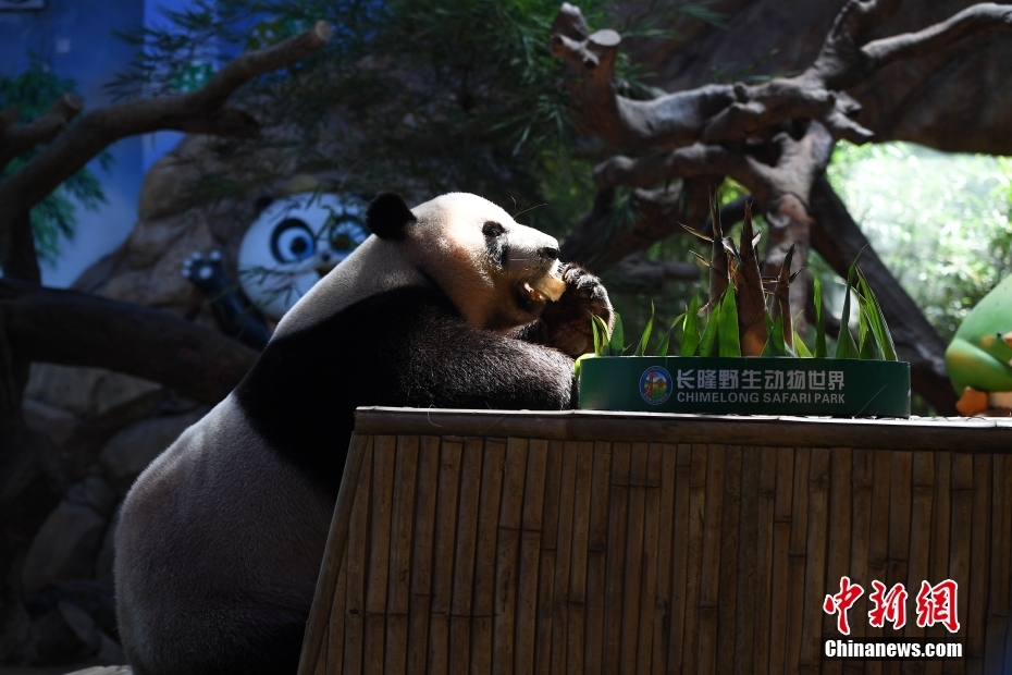 特製月餅で中秋節(jié)を祝う三つ子パンダ　広東省広州