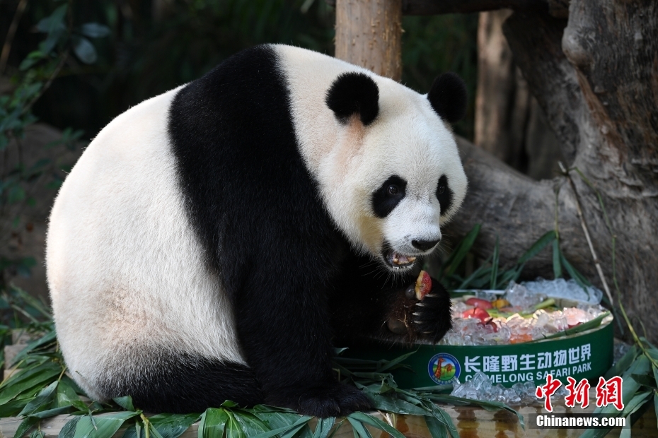 特製月餅で中秋節(jié)を祝う三つ子パンダ　広東省広州