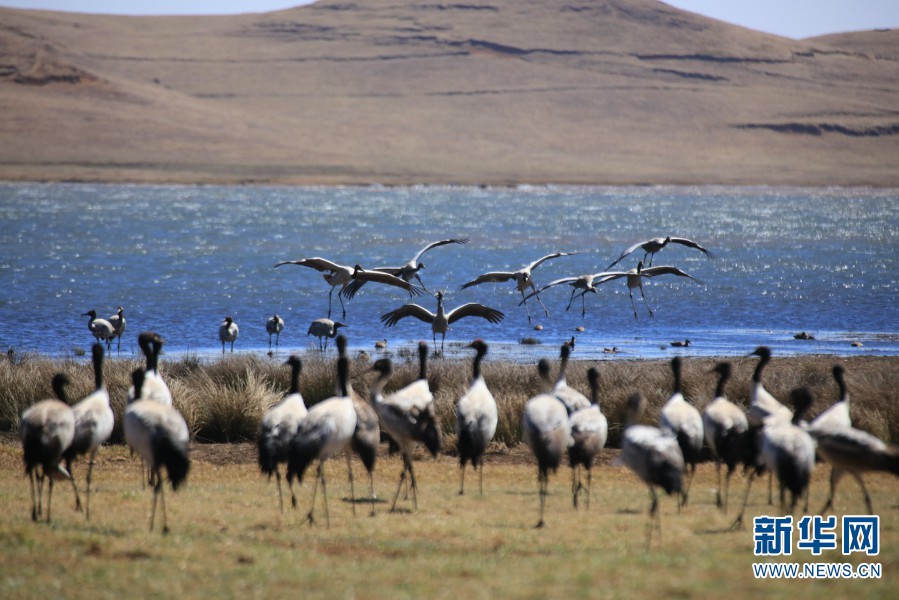 雲(yún)南大山包オグロヅル國家級(jí)自然保護(hù)區(qū)內(nèi)で群れをなすオグロヅル（2021年3月19日撮影）。（撮影?新華網(wǎng) 趙普凡）
