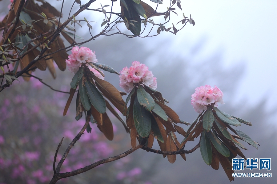雲(yún)南の自然保護地、全省の國土面積の14.32％に