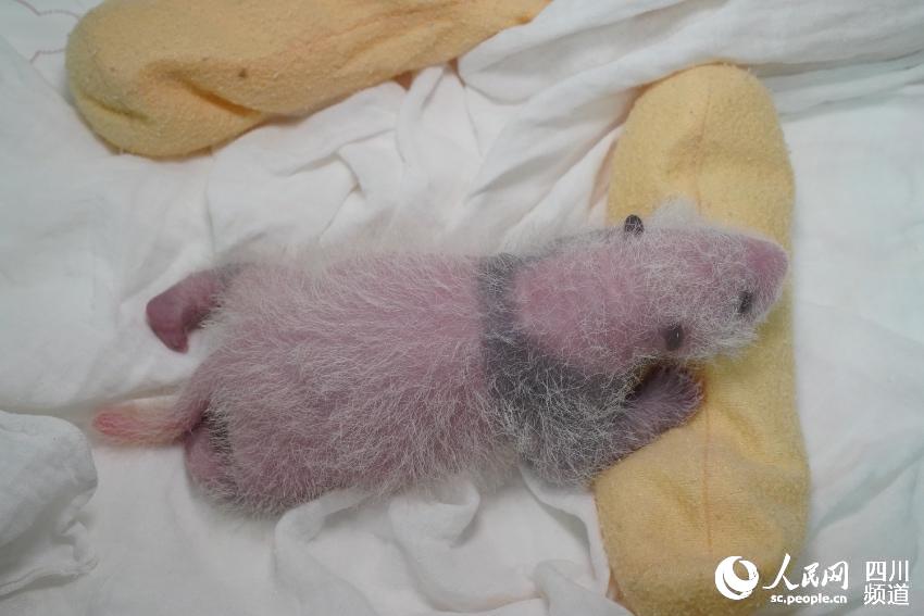 中國(guó)パンダ保護(hù)研究センターで今年生まれた赤ちゃんは24頭　四川省