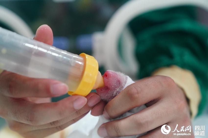 中國パンダ保護(hù)研究センターで今年生まれた赤ちゃんは24頭　四川省