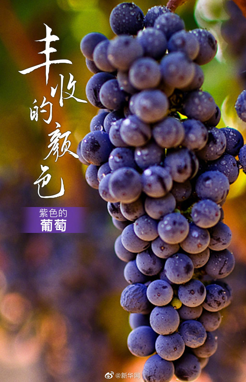 「中國農民豊作節(jié)」 多彩な色で味わう収穫の秋