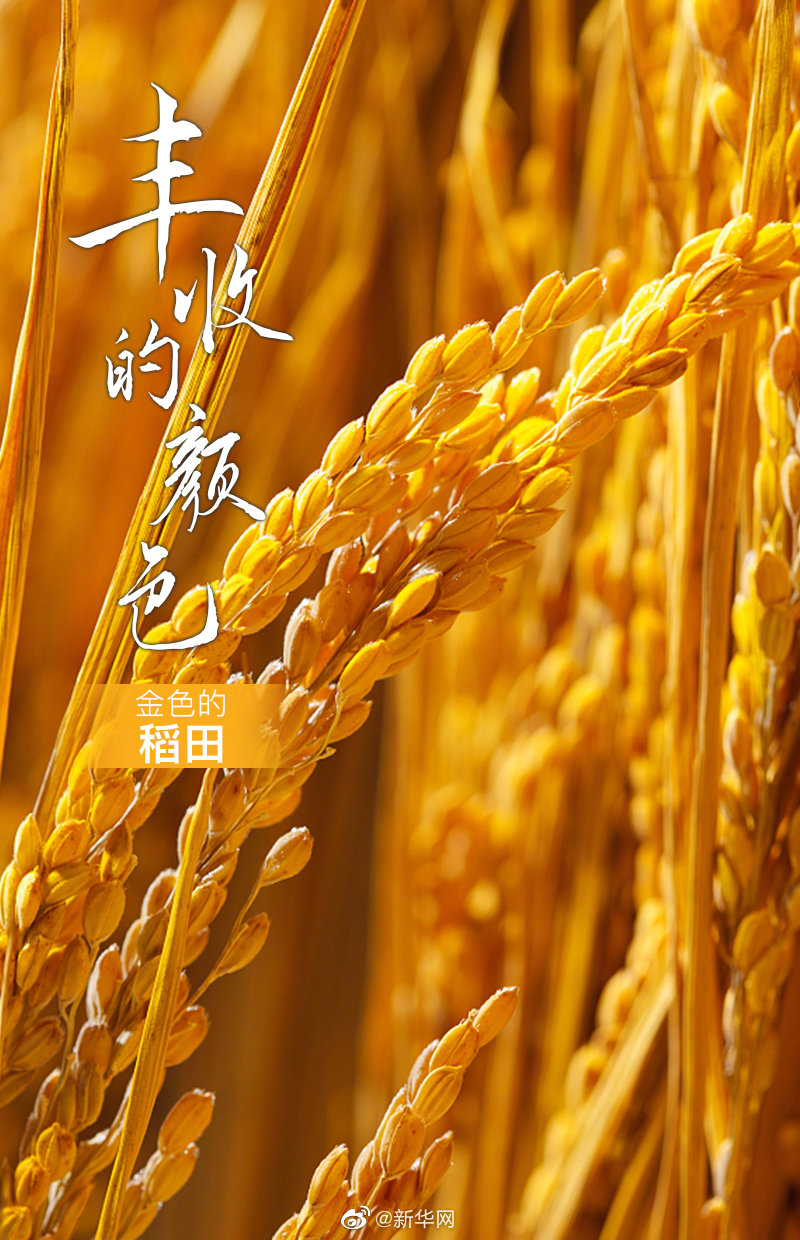 「中國(guó)農(nóng)民豊作節(jié)」 多彩な色で味わう収穫の秋