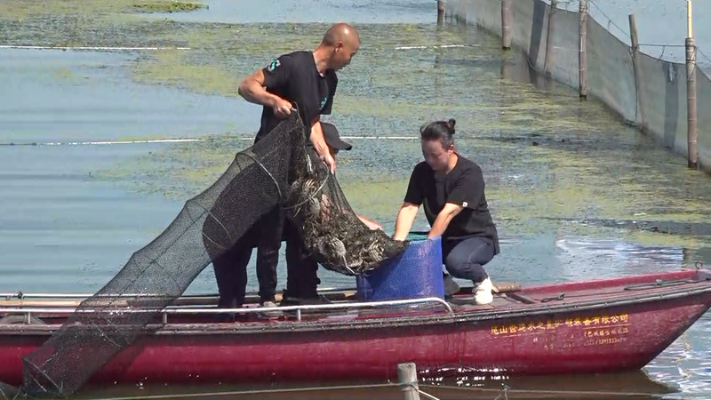 蘇州?陽(yáng)澄湖で上海ガニの水揚(yáng)げ始まる　國(guó)慶節(jié)連休前後に大量出荷へ