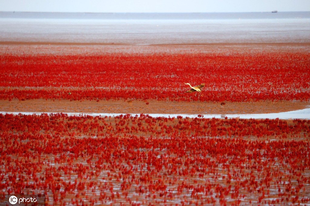 9月21日、アガサ科マツナ屬の「Suaeda salsa」が生い茂り、真っ赤に彩られた黃河河口（寫(xiě)真著作権は東方ICが所有のため転載禁止）