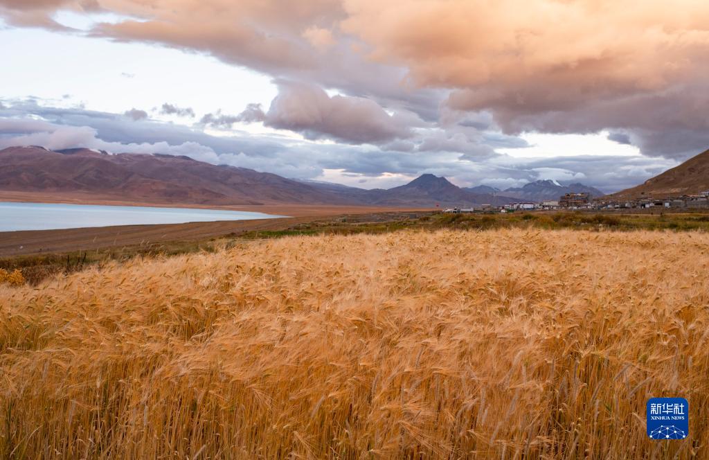 9月23日、チベット自治區(qū)ナクチュ市ニマ県文部郷文部南村に広がる黃金色に染まったハダカムギ畑（撮影?普布扎西）。