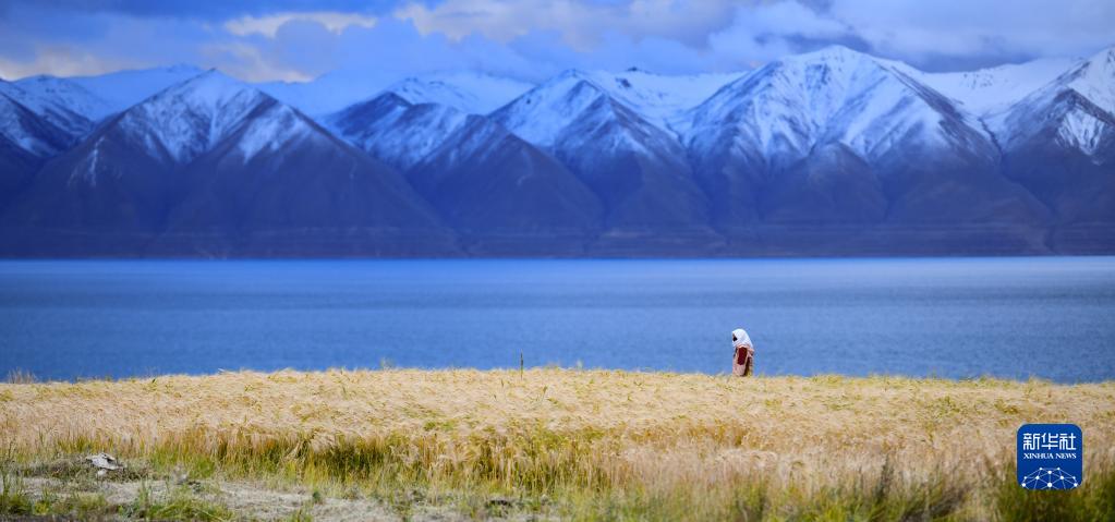 秋深まりハダカムギの収穫が始まる　チベット