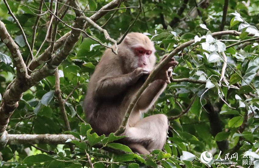 雲(yún)南省竜陵県でアッサムモンキーの映像撮影に初成功