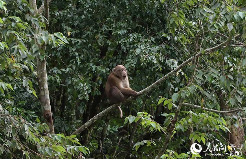 雲(yún)南省竜陵県でアッサムモンキーの映像撮影に初成功