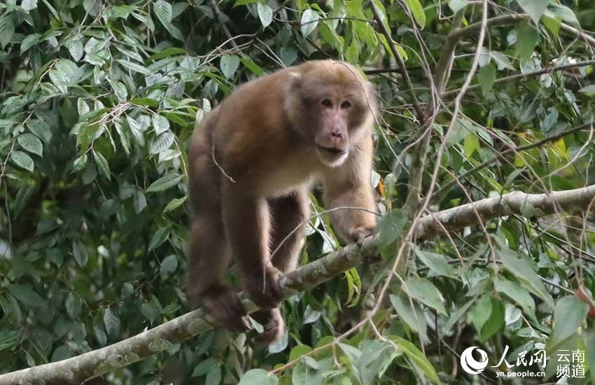 雲(yún)南省竜陵県でアッサムモンキーの映像撮影に初成功