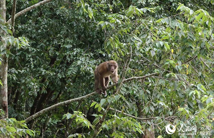 雲(yún)南省竜陵県でアッサムモンキーの映像撮影に初成功