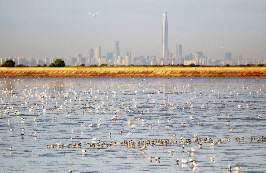 天津浜海の淺瀬は大集結(jié)した渡り鳥で「満員御禮」
