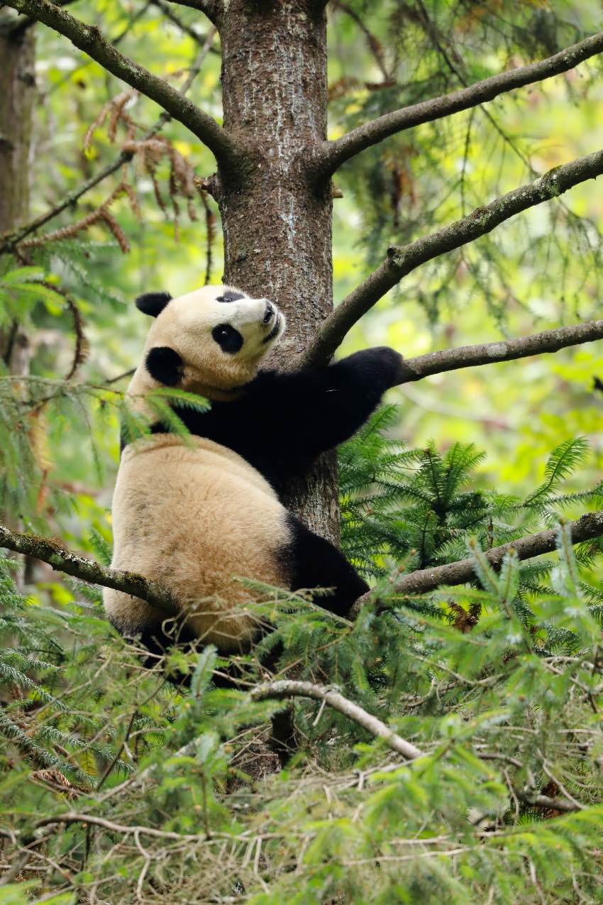 宇宙航空事業(yè)にちなんだパンダの赤ちゃん、「航寶」と命名
