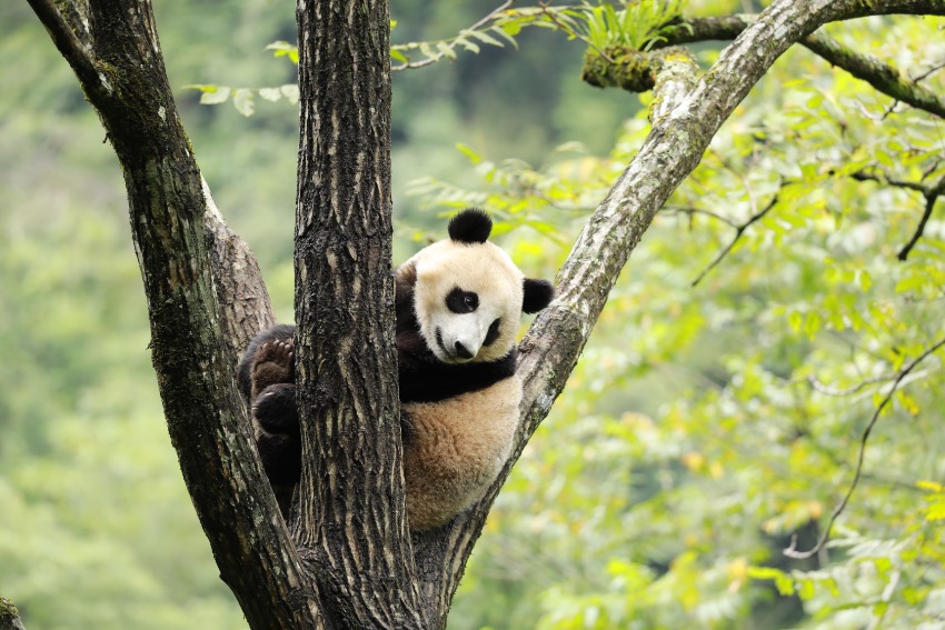 宇宙航空事業(yè)にちなんだパンダの赤ちゃん、「航寶」と命名