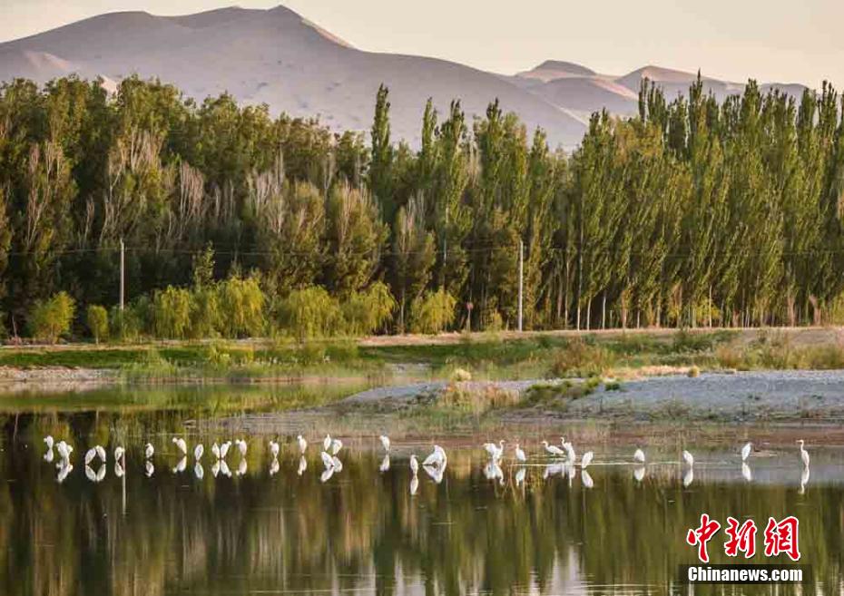 數(shù)年前から、砂漠の生態(tài)における極めて珍しい新たな景観となっている敦煌大砂漠に生息するシラサギ（撮影?王斌銀）。