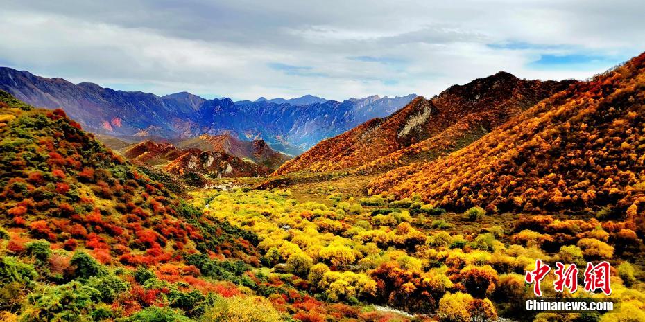 黃金色に染まった群加國家森林公園　青海省