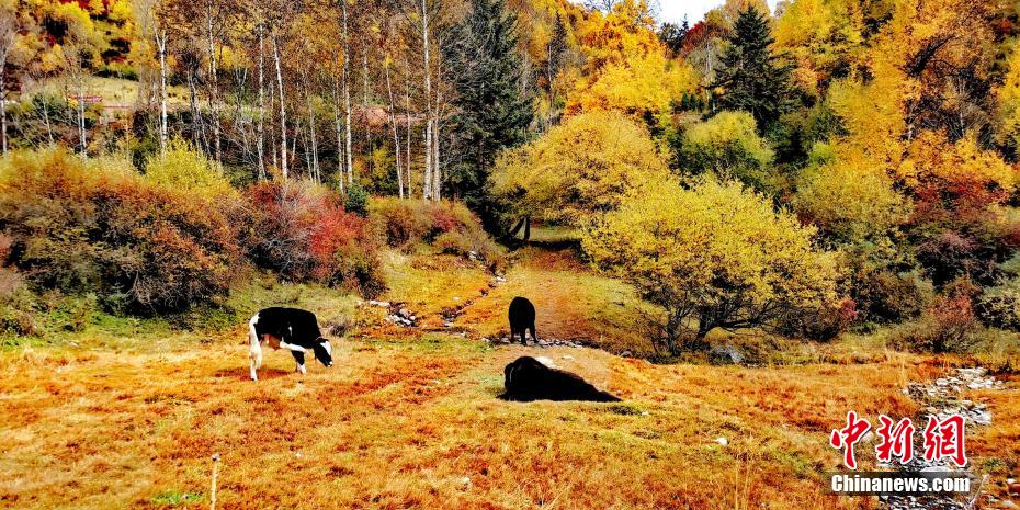 黃金色に染まった群加國家森林公園　青海省
