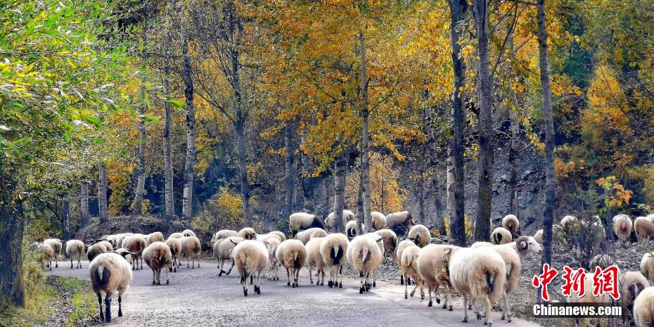 黃金色に染まった群加國(guó)家森林公園　青海省
