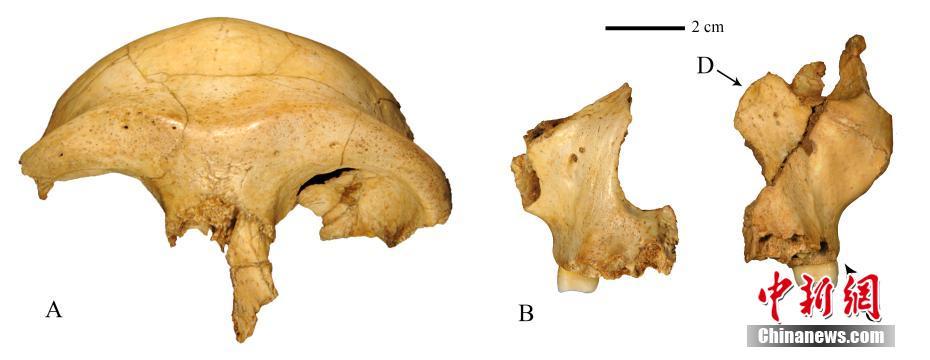 科學者が華龍洞古人類の容貌を復元　東アジア人類の現(xiàn)代人への進化時期を証明