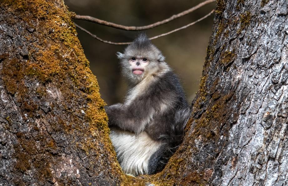 雲(yún)南省迪慶?西蔵（チベット）族自治州のシャングリラ雲(yún)南キンシコウ國(guó)家公園で撮影した雲(yún)南キンシコウ（撮影?胡超）。