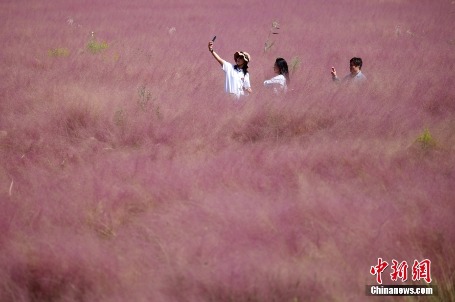 ピンクミューリーグラスが描く淡いパステル畫の世界　江蘇省南京市