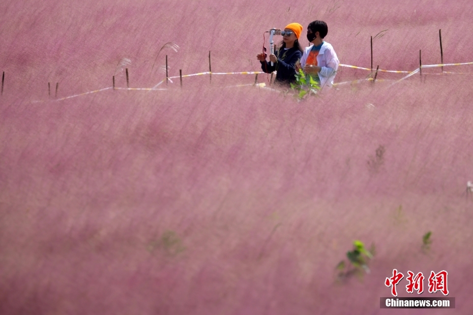 ピンクミューリーグラスが描く淡いパステル畫の世界　江蘇省南京市