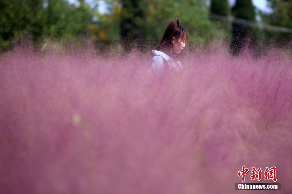 ピンクミューリーグラスが描く淡いパステル畫の世界　江蘇省南京市