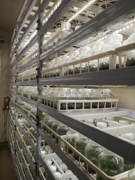 植物版「ノアの方舟」で保管されている8萬5千粒の種