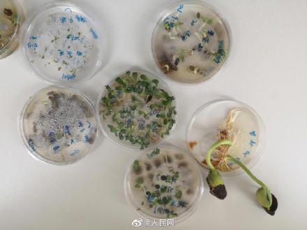 植物版「ノアの方舟」で保管されている8萬(wàn)5千粒の種