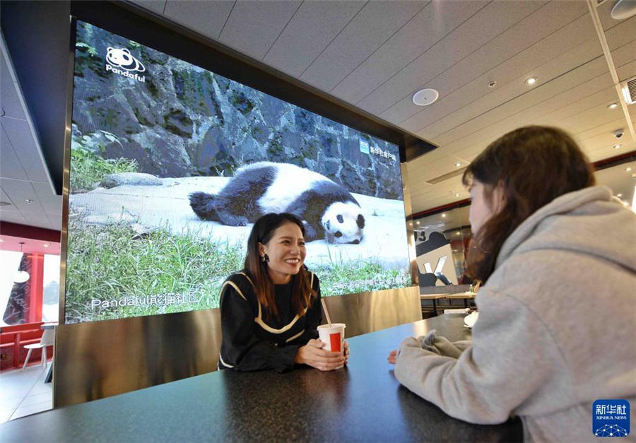 パンダに「會(huì)える」コーナー　成都のケンタッキーに登場(chǎng)