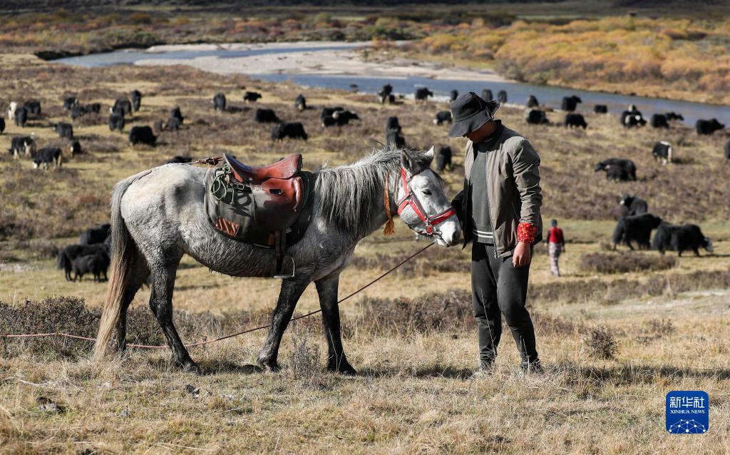 冬牧場への移動(dòng)始める川西北高原の牧畜民たち　四川省