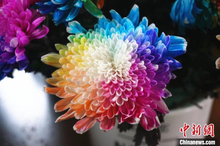 赤やオレンジ、黃、緑、青、紫などの「虹色」の花びらをした菊（撮影?韓章雲(yún)）。